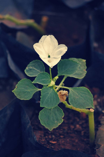 凤仙花属植物瓦勒里亚纳