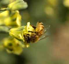 蜜蜂收集花粉黄色的春天花西兰花