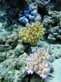 五彩缤纷的珊瑚
