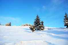 冬天平静山景观Rime雪覆盖云杉