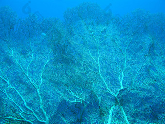 珊瑚礁可怕的热带海蓝色的水背景