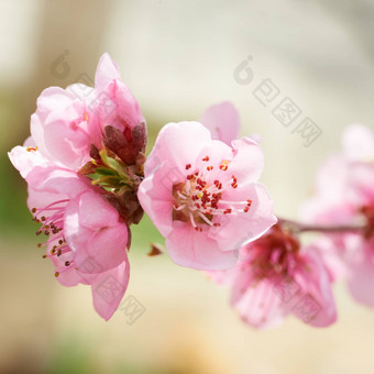 杏仁粉红色的花