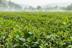 茶植物下降水