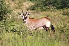 大羚羊小腿布什卡加拉加迪在国外做的公园南非洲