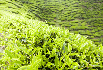 卡梅隆高地茶种植园景观