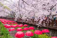 镇海gunhangje节日最大樱桃开花节日韩国