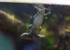 青蛙热带爬行动物亚马逊河丛林动物
