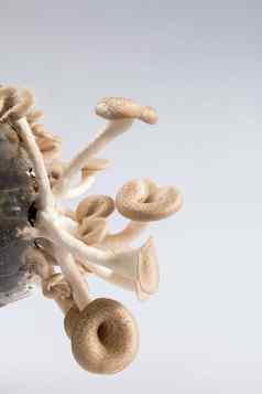 蘑菇白色背景lentinussquarrosulus蒙特