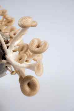 蘑菇白色背景lentinussquarrosulus蒙特