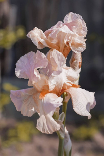 粉红色的虹膜年虹膜<strong>花圃</strong>花常年春天流