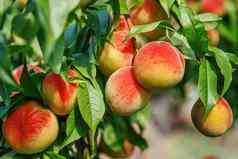 成熟的甜蜜的桃子水果日益增长的桃子树分支
