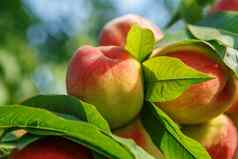 成熟的甜蜜的桃子水果日益增长的桃子树分支