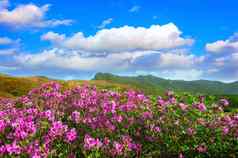 美丽的景观粉红色的杜鹃花蓝色的天空山hwangmaesan南韩国