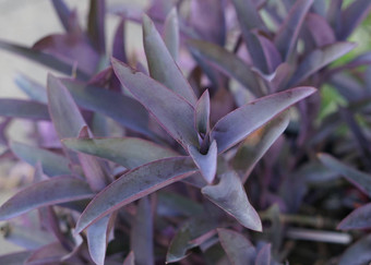 紫鸭跖草斯帕塔西亚