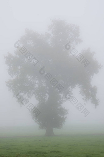 树轮廓早....雾草地