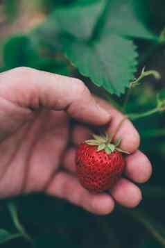 农民挑选新鲜的有机国产草莓