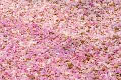 纹理塔贝布亚罗塞亚地面粉红色的花