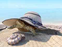 放松假期概念背景海贝乌龟海滩配件