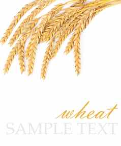 耳朵成熟的小麦孤立的白色