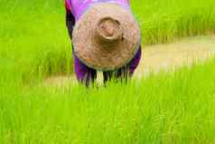 农民日益增长的大米帕迪大米农田