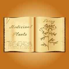 艾菊植物插图医疗植物书草药医生开放书