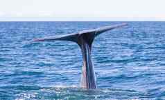 尾巴精子鲸鱼潜水