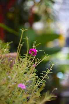 粉红色的桃红苔藓花泰国