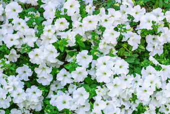花背景丰富的量白色佩妮花
