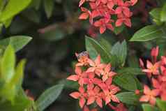蜜蜂红色的斯派克花Ixora茜草科一成不变植物区系