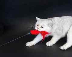白色猫玩拉红色的玩具