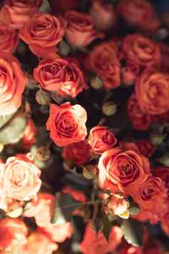 自然红色的粉红色的玫瑰花花束背景