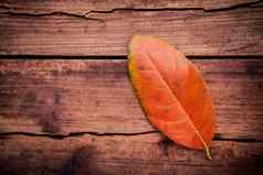 秋天季节和平概念橙色叶子下降