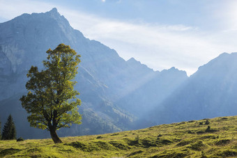 枫木树卡文德尔阿尔卑斯山脉