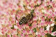 秋天花蜜蜂蜜蜂花
