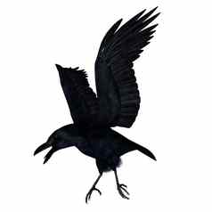黑色的乌鸦飞行渲染