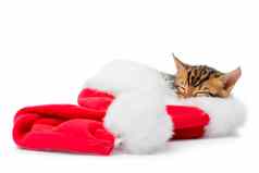 红色的圣诞节他睡觉小猫白色背景