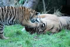 苏门答腊老虎罕见的一天幼崽玩