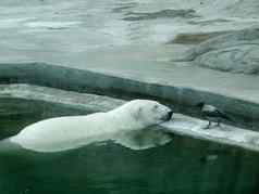 游泳极地熊白色熊水