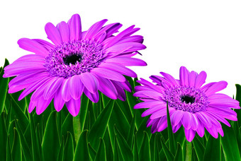 色彩斑斓的黛西非洲菊花场春天背景