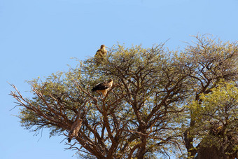 <strong>大鹰</strong>树喀拉哈里沙漠沙漠非洲Safari野生动物