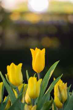 郁金香美丽的花束郁金香色彩斑斓的郁金香