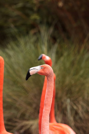 粉红色的加勒比<strong>火烈鸟</strong>phoenicopterus红色的