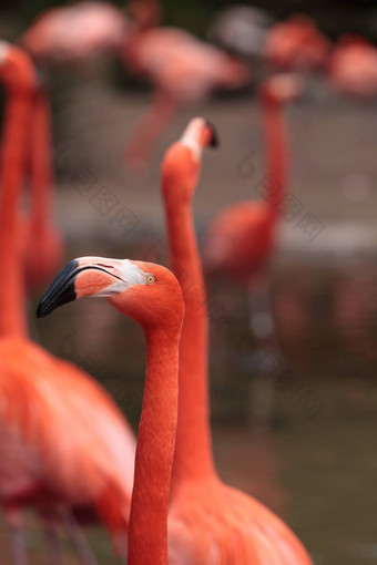 粉红色的加勒比火烈鸟phoenicopterus红色的