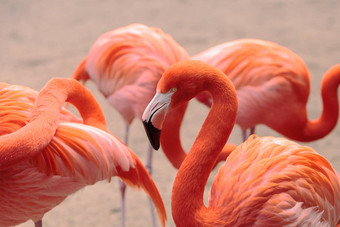 粉红色的加勒比<strong>火烈鸟</strong>phoenicopterus红色的