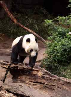 巨大的熊猫熊ailuropodamelanoleuca