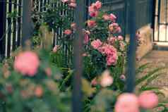 攀爬玫瑰格子美丽的栅栏前面房子