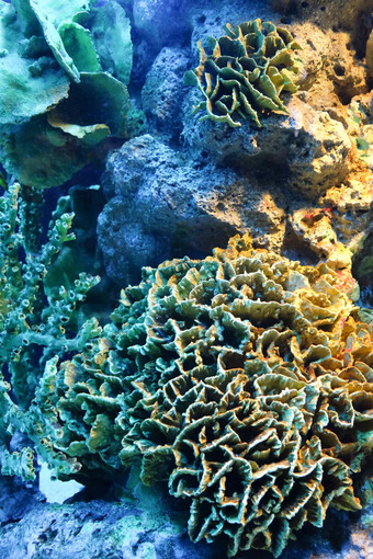 色彩斑斓的珊瑚礁