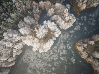 空中视图冬天背景白雪覆盖的森林