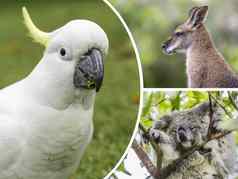 拼贴画动物澳大利亚旅行背景照片