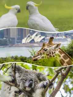 拼贴画澳大利亚动物图片旅行背景巨像
